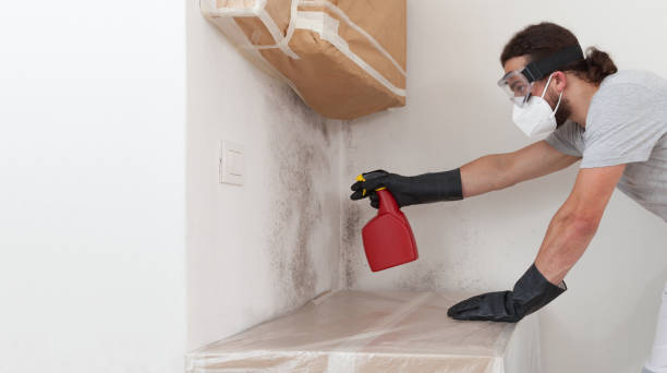 Professional Mold Removal technician working in Willernie, MN