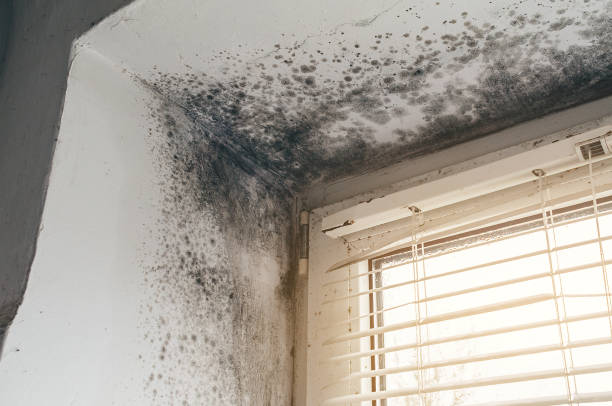 Affordable Mold Removal solutions in Willernie, MN